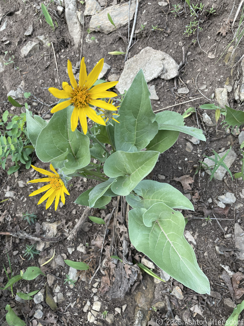 Figure 2: This flower is called Arrow Leaf