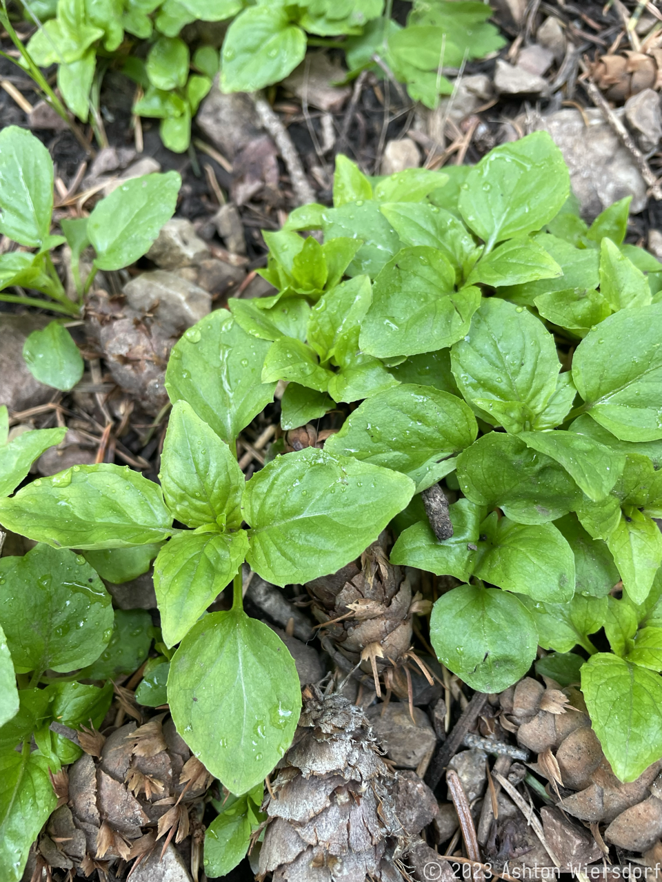 Figure 3: Some pretty ground cover