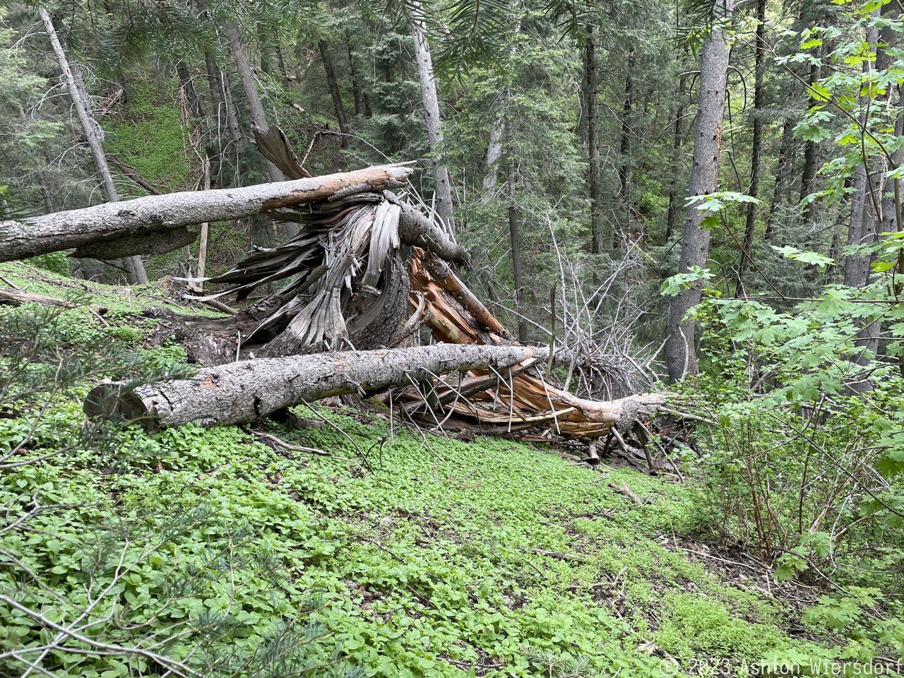 Figure 4: A neat old tree that got split